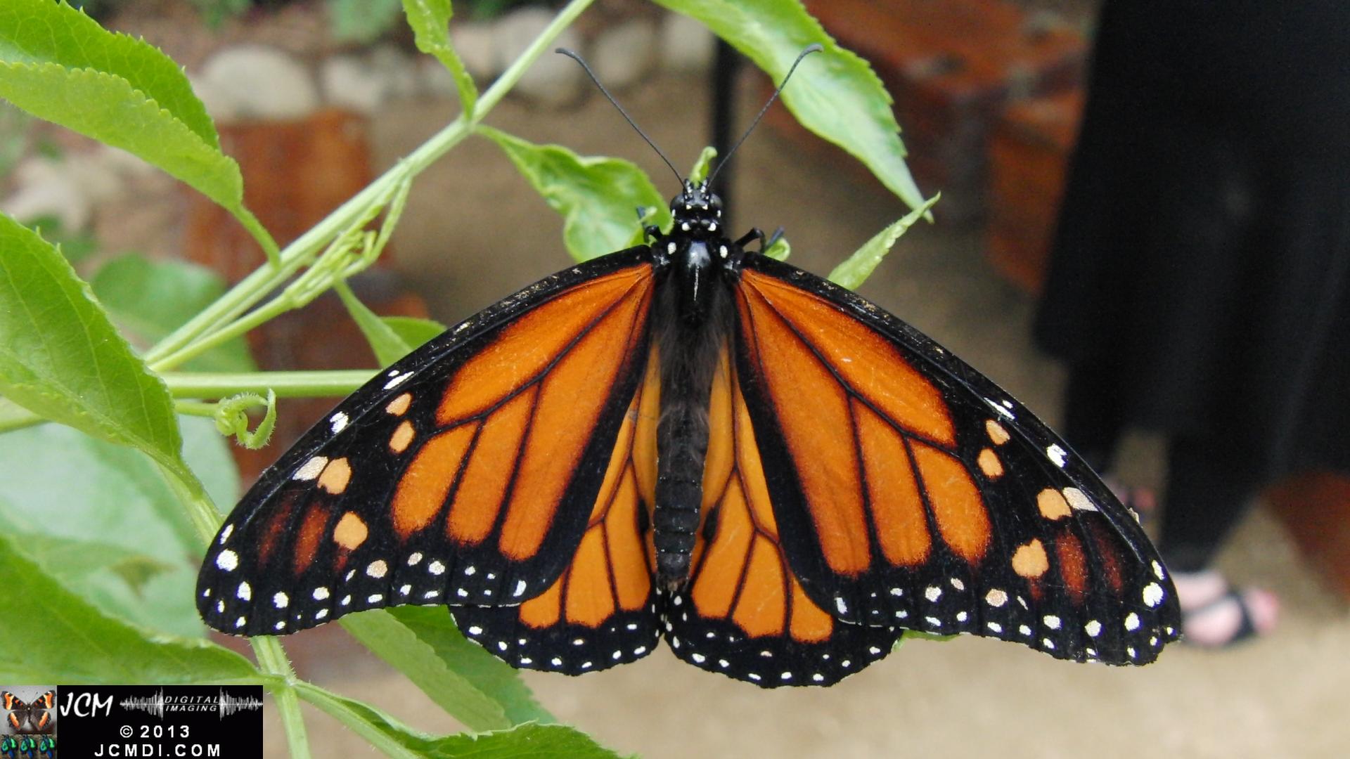 LANHM Pavillion of Wings 2013 Monarch male closeup